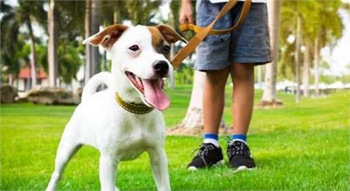 狗狗社会化是它们的必修课，对人对狗都有益