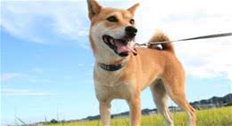 狗狗社会化是它们的必修课，对人对狗都有益