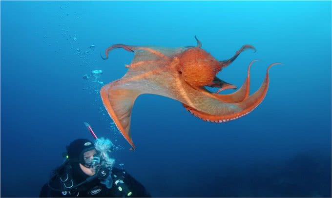 全世界智商最高的十种动物,喵星人含泪落选