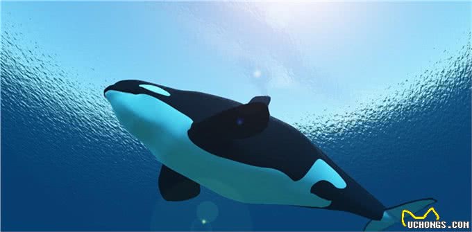 全世界智商最高的十种动物,喵星人含泪落选