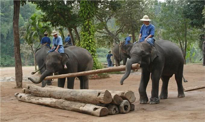 全世界智商最高的十种动物,喵星人含泪落选