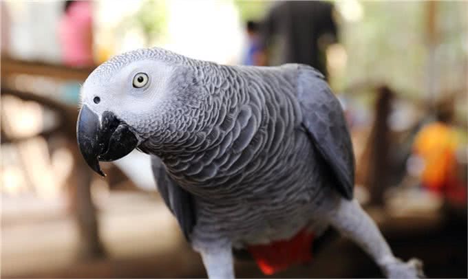 全世界智商最高的十种动物,喵星人含泪落选