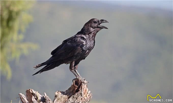 全世界智商最高的十种动物,喵星人含泪落选