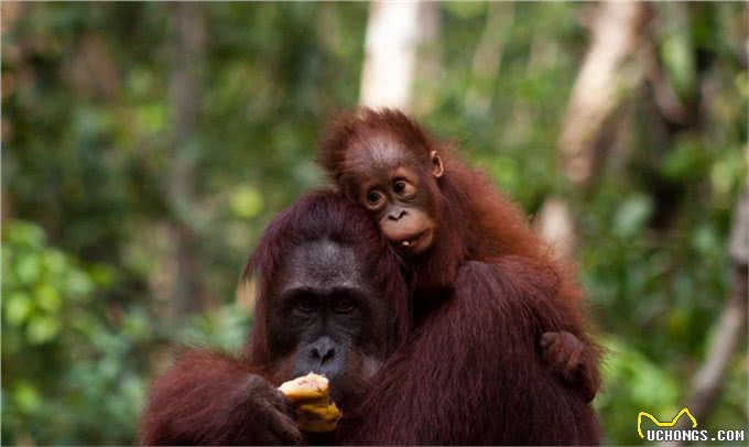 全世界智商最高的十种动物,喵星人含泪落选