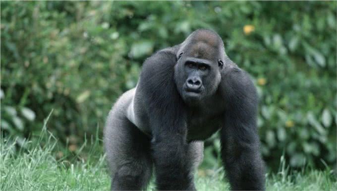 全世界智商最高的十种动物,喵星人含泪落选