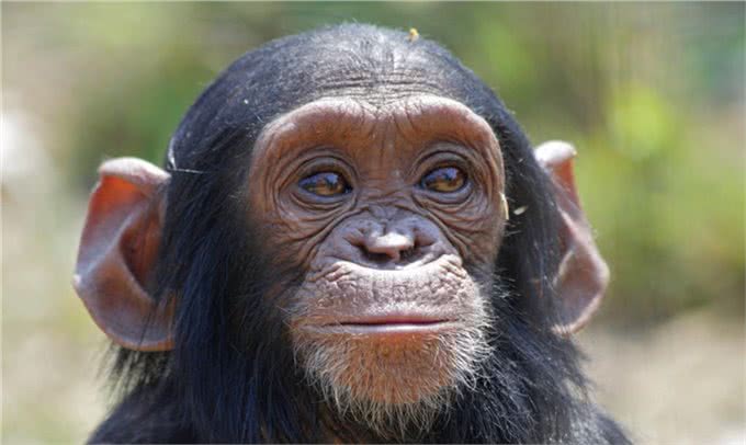 全世界智商最高的十种动物,喵星人含泪落选