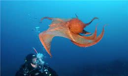 全世界智商最高的十种动物，喵星人含泪落选