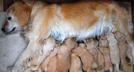 母狗生产后吃什么好?主人们看好了