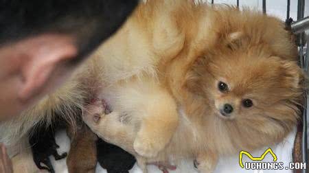 母狗生产后吃什么好?主人们看好了