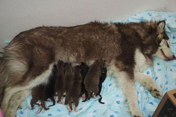 母狗生产后吃什么好?主人们看好了