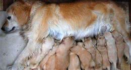 母狗生产后吃什么好?主人们看好了