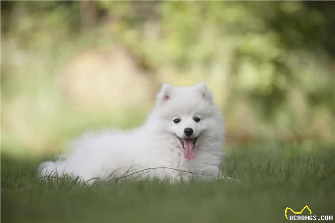 泰迪犬的优缺点，你了解吗?