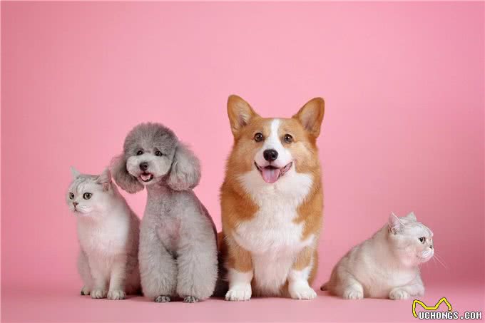 泰迪犬的优缺点，你了解吗?