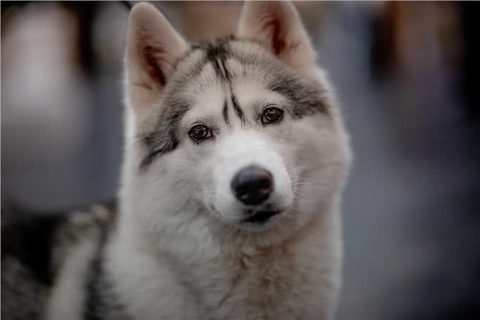 泰迪犬的优缺点，你了解吗?