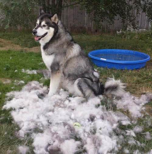 阿拉斯加掉毛只能倒掉?狗狗毛发的三大用途，狗毛也是天然材料