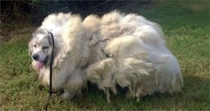 阿拉斯加掉毛只能倒掉?狗狗毛发的三大用途,狗毛也是天然材料