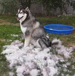 阿拉斯加掉毛只能倒掉?狗狗毛发的三大用途，狗毛也是天然材料