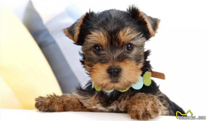 约克夏犬—拥有5大迷人的魅力，很难不爱