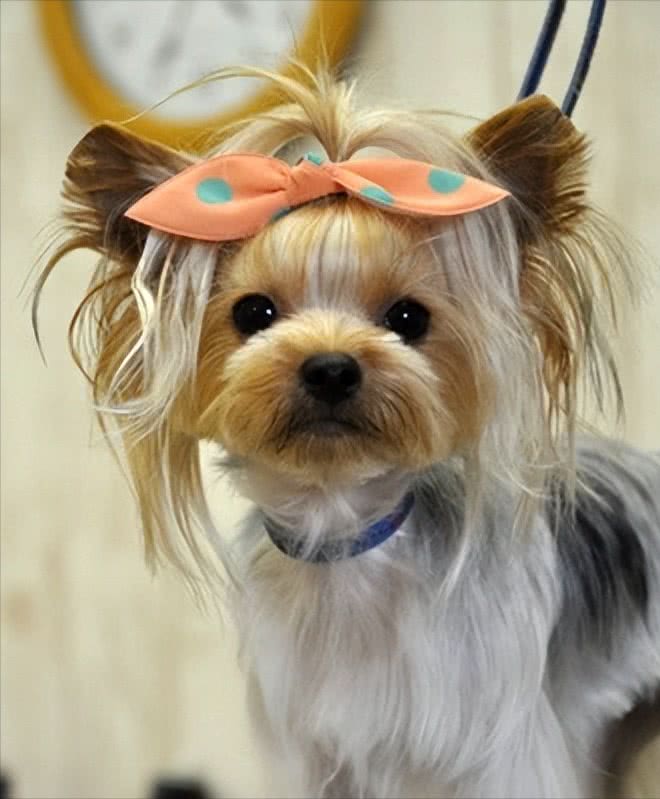 约克夏犬—拥有5大迷人的魅力,很难不爱