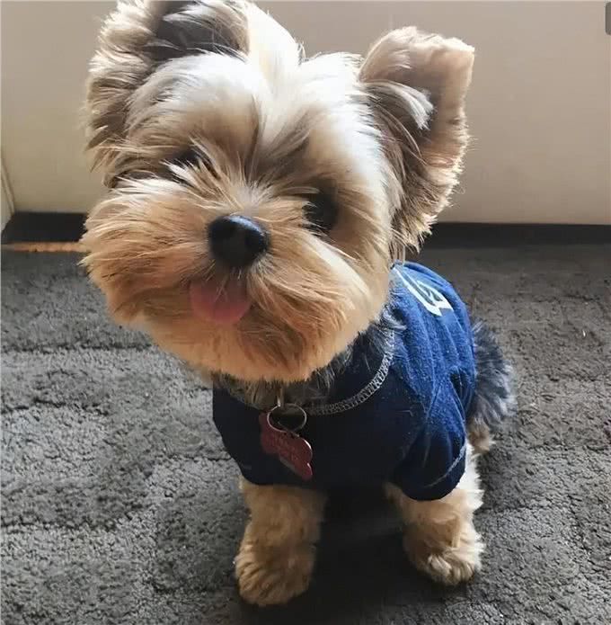 约克夏犬—拥有5大迷人的魅力,很难不爱