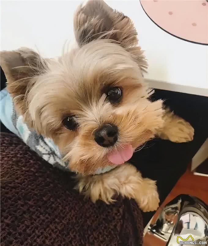 约克夏犬—拥有5大迷人的魅力,很难不爱