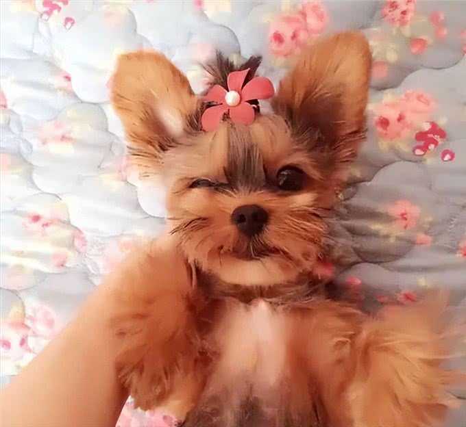 约克夏犬—拥有5大迷人的魅力,很难不爱