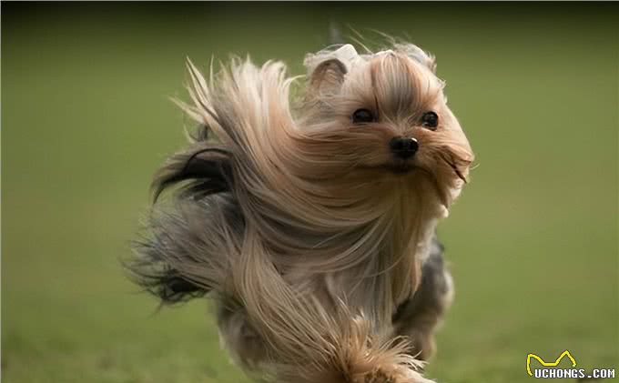 约克夏犬—拥有5大迷人的魅力,很难不爱