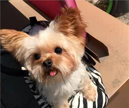 约克夏犬—拥有5大迷人的魅力，很难不爱