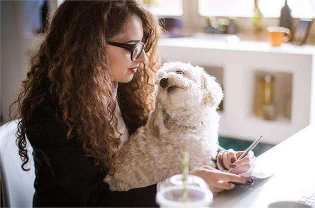 为什么比熊犬这么粘人呢?很多人受不了，看了后你会原谅它