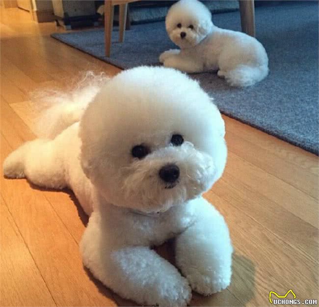 为什么比熊犬这么粘人呢?很多人受不了，看了后你会原谅它