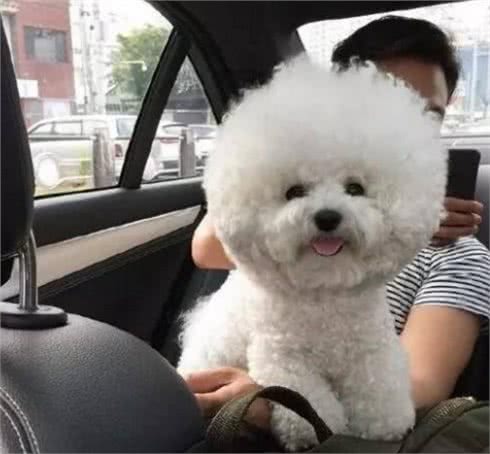 为什么比熊犬这么粘人呢?很多人受不了，看了后你会原谅它