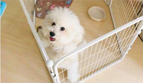 为什么比熊犬这么粘人呢?很多人受不了，看了后你会原谅它