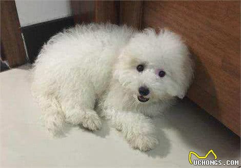 为什么比熊犬这么粘人呢?很多人受不了，看了后你会原谅它