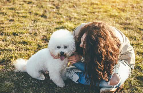 为什么比熊犬这么粘人呢?很多人受不了,看了后你会原谅它