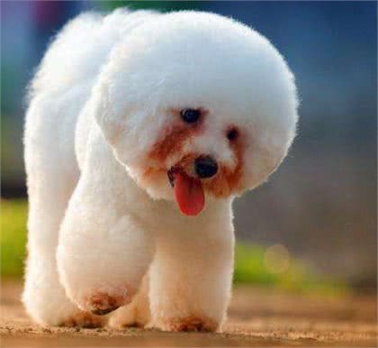 为什么比熊犬这么粘人呢?很多人受不了,看了后你会原谅它