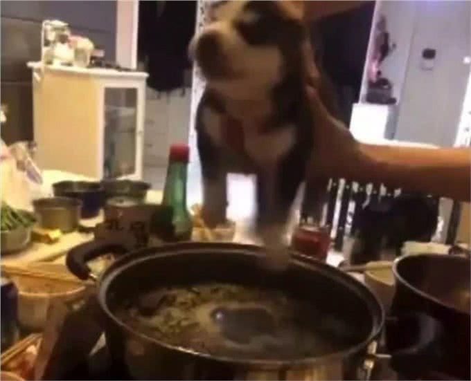 还在忍受狗狗随地大小便?为什么不看看这篇训练文