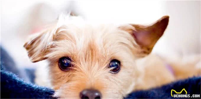 还在忍受狗狗随地大小便?为什么不看看这篇训练文