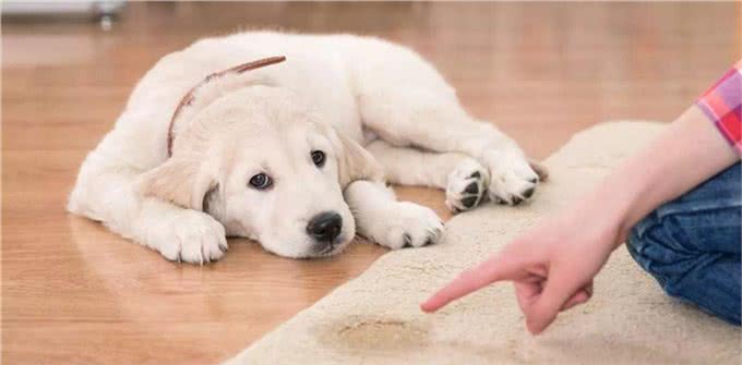 还在忍受狗狗随地大小便?为什么不看看这篇训练文