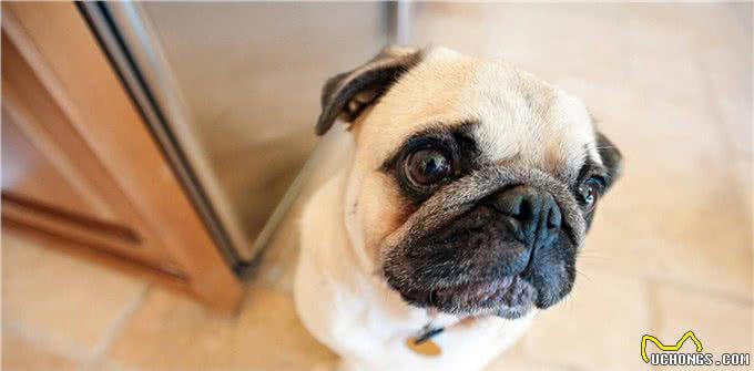 还在忍受狗狗随地大小便?为什么不看看这篇训练文