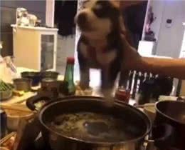 还在忍受狗狗随地大小便?为什么不看看这篇训练文