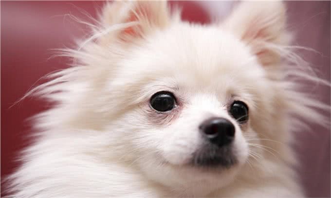 如何挑选贵宾犬?有什么技巧呢?