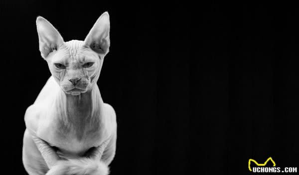 如何挑选贵宾犬?有什么技巧呢?