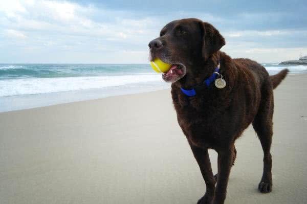 如何挑选贵宾犬?有什么技巧呢?