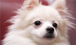 如何挑选贵宾犬?有什么技巧呢?