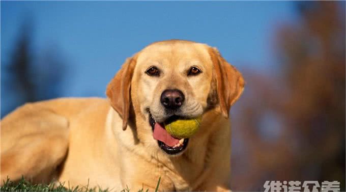 农村养狗用啥饲料,自制狗饲料配方