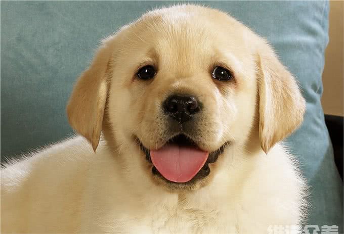 农村养狗用啥饲料,自制狗饲料配方