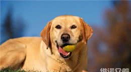 农村养狗用啥饲料，自制狗饲料配方