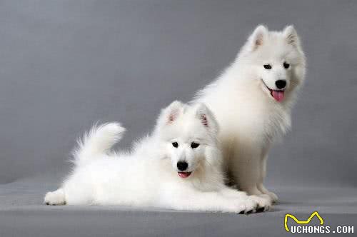 太难看了狗狗毛发打结怎么办如何解开宠物狗毛结