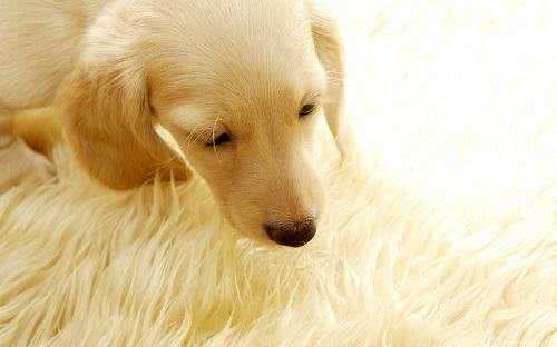 太难看了狗狗毛发打结怎么办如何解开宠物狗毛结