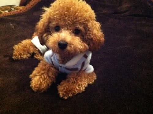 太难看了狗狗毛发打结怎么办如何解开宠物狗毛结